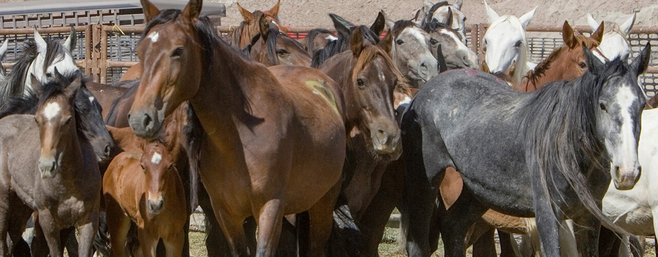 Freedom for Wild Horses with Carol J. Walker | What Project 2025 Means for Wild Horses: Interview with Debbie Coffey