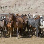 Freedom for Wild Horses with Carol J. Walker | What Project 2025 Means for Wild Horses: Interview with Debbie Coffey