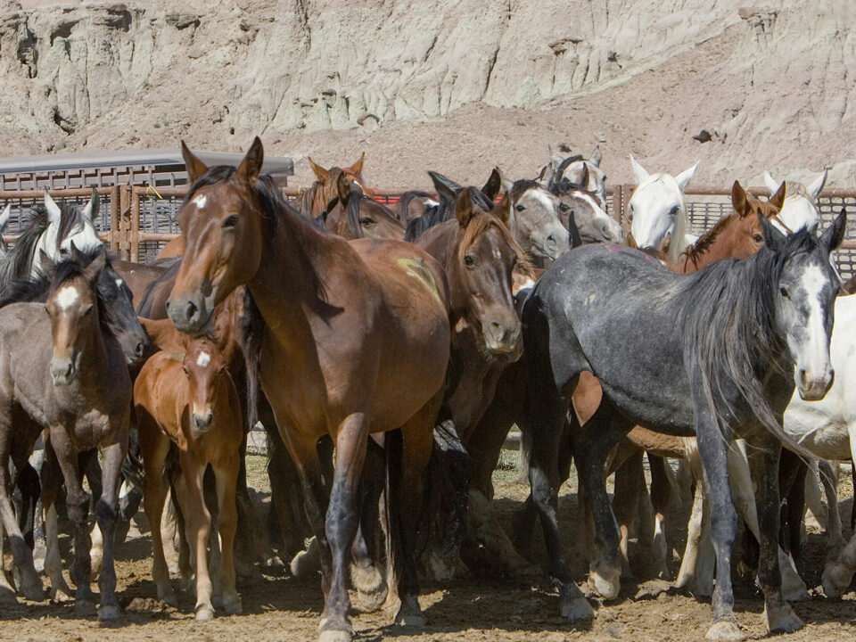 Freedom for Wild Horses with Carol J. Walker | What Project 2025 Means for Wild Horses: Interview with Debbie Coffey