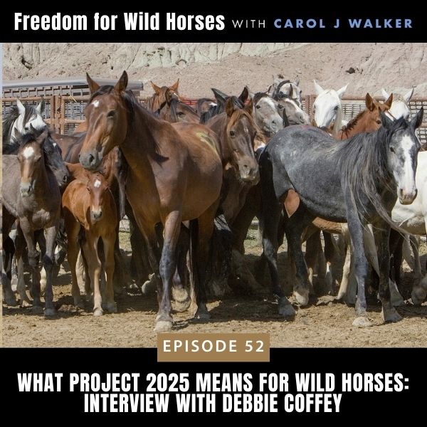 Freedom for Wild Horses with Carol J. Walker | What Project 2025 Means for Wild Horses: Interview with Debbie Coffey