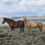 Freedom for Wild Horses with Carol J. Walker | Time Spent with Wild Horses