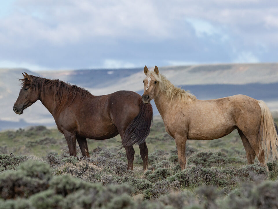 Freedom for Wild Horses with Carol J. Walker | Time Spent with Wild Horses