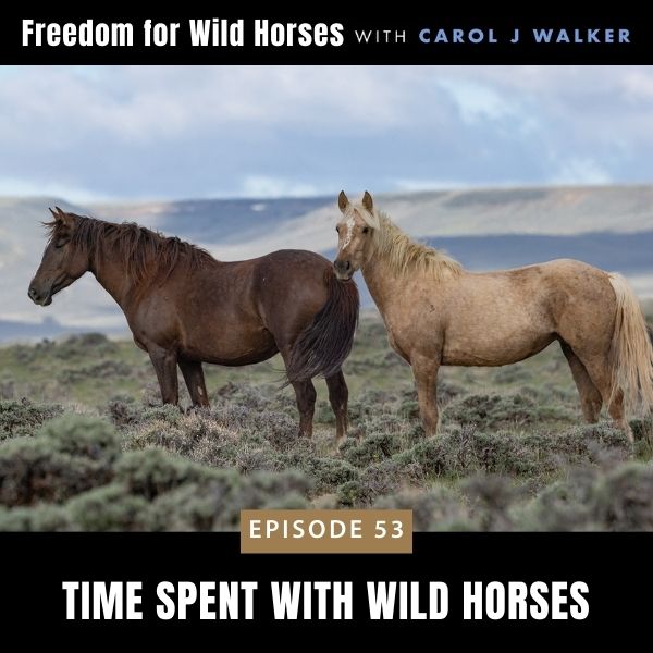 Freedom for Wild Horses with Carol J. Walker | Time Spent with Wild Horses
