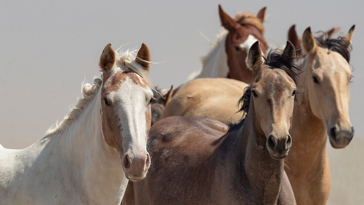 Freedom for Wild Horses with Carol J. Walker | The White House Budget Request for 2026 Opens the Door to Massacre Wild Horses - the Time to Speak Up is Now