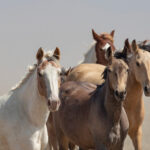 Freedom for Wild Horses with Carol J. Walker | The White House Budget Request for 2026 Opens the Door to Massacre Wild Horses - the Time to Speak Up is Now