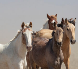 Freedom for Wild Horses with Carol J. Walker | The White House Budget Request for 2026 Opens the Door to Massacre Wild Horses - the Time to Speak Up is Now