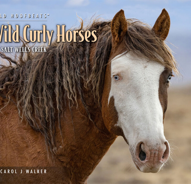 2026 Wild Hoofbeats Calendar