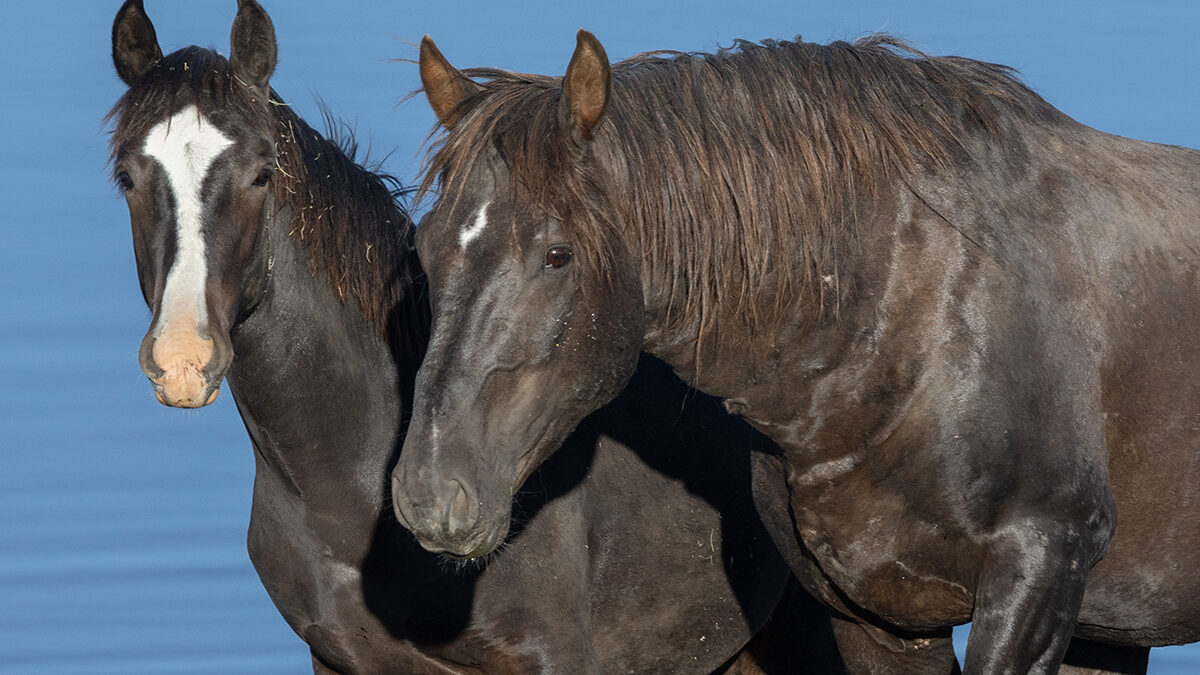 Freedom for Wild Horses with Carol J. Walker | Saying Goodbye but Still Fighting for the Salt Wells Creek Wild Horses