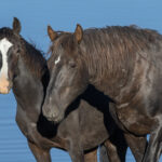 Freedom for Wild Horses with Carol J. Walker | Saying Goodbye but Still Fighting for the Salt Wells Creek Wild Horses