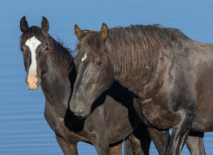Freedom for Wild Horses with Carol J. Walker | Saying Goodbye but Still Fighting for the Salt Wells Creek Wild Horses