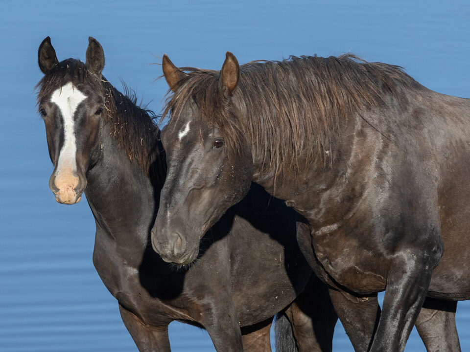 Freedom for Wild Horses with Carol J. Walker | Saying Goodbye but Still Fighting for the Salt Wells Creek Wild Horses