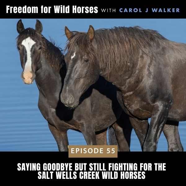 Freedom for Wild Horses with Carol J. Walker | Saying Goodbye but Still Fighting for the Salt Wells Creek Wild Horses