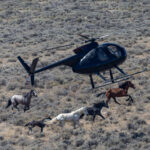 Freedom for Wild Horses with Carol J. Walker | A Win for Wild Horses and a Roundup