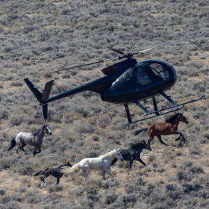 Freedom for Wild Horses with Carol J. Walker | A Win for Wild Horses and a Roundup
