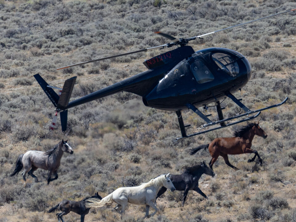 Freedom for Wild Horses with Carol J. Walker | A Win for Wild Horses and a Roundup
