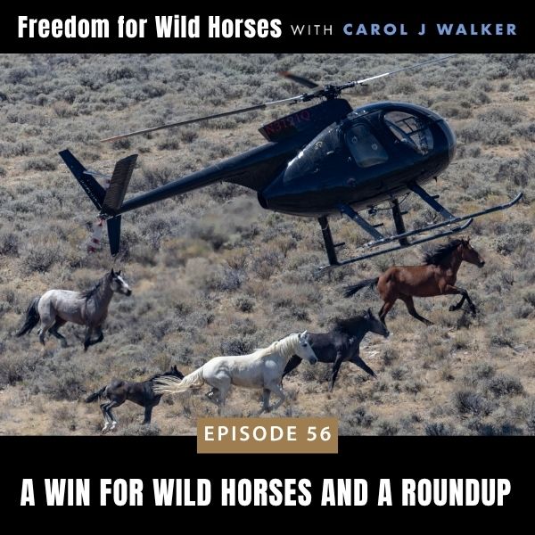 Freedom for Wild Horses with Carol J. Walker | A Win for Wild Horses and a Roundup