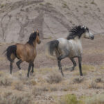Freedom for Wild Horses with Carol J. Walker | The Bitter End: How to Zero Out the Adobe Town Herd