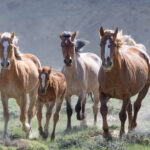 Freedom for Wild Horses with Carol J. Walker | A Journey for Wild Horses and a Reprieve