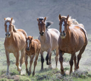 Freedom for Wild Horses with Carol J. Walker | A Journey for Wild Horses and a Reprieve