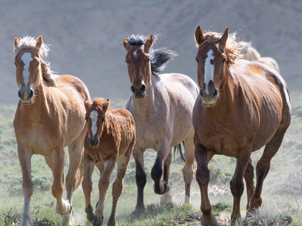 Freedom for Wild Horses with Carol J. Walker | A Journey for Wild Horses and a Reprieve