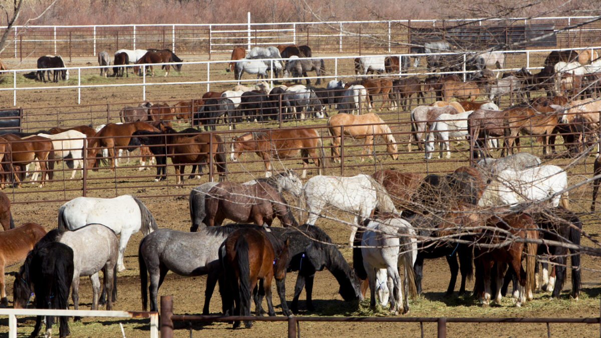 Freedom for Wild Horses with Carol J. Walker | Revisiting Wild Horse Holding Facilities