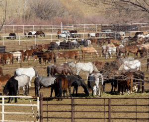 Freedom for Wild Horses with Carol J. Walker | Revisiting Wild Horse Holding Facilities