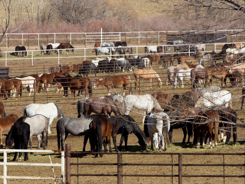 Freedom for Wild Horses with Carol J. Walker | Revisiting Wild Horse Holding Facilities