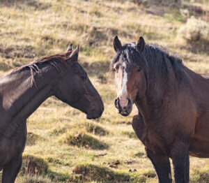 Freedom for Wild Horses with Carol J. Walker | Connecting with the Wild Horses of Salt Wells Creek and the Red Desert Complex