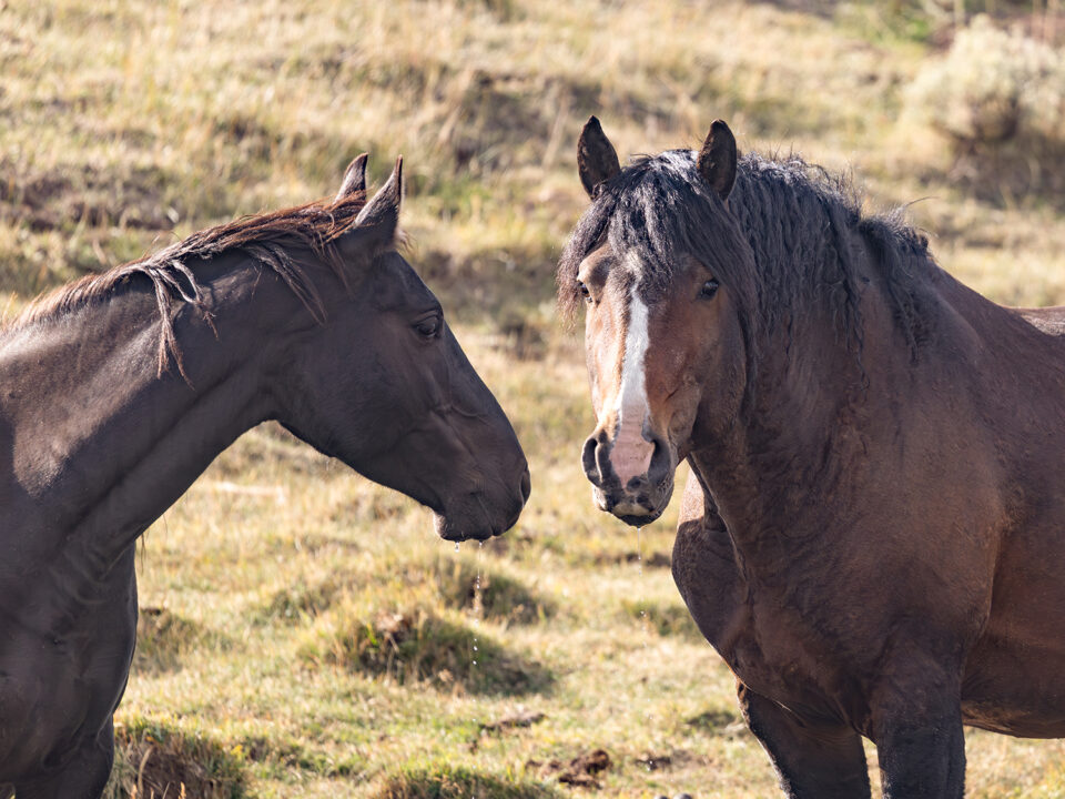 Freedom for Wild Horses with Carol J. Walker | Connecting with the Wild Horses of Salt Wells Creek and the Red Desert Complex