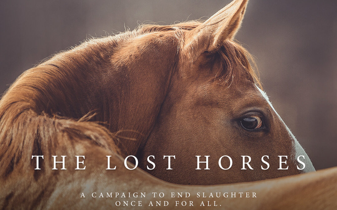 Freedom for Wild Horses with Carol J. Walker | The Lost Horses: It’s Time to Pass the SAFE Act