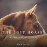Freedom for Wild Horses with Carol J. Walker | The Lost Horses: It’s Time to Pass the SAFE Act