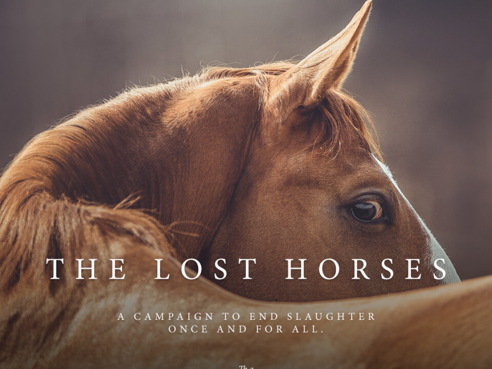 Freedom for Wild Horses with Carol J. Walker | The Lost Horses: It’s Time to Pass the SAFE Act
