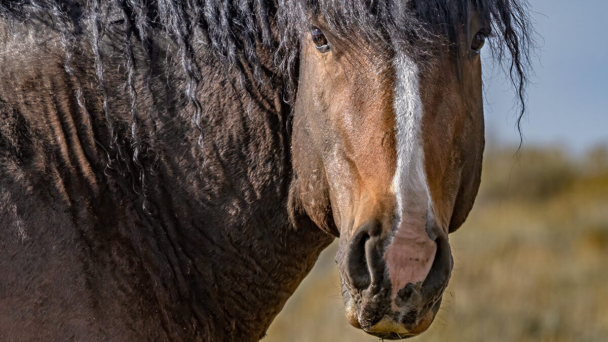 Freedom for Wild Horses with Carol J. Walker | Revisting Wild Curly Horses