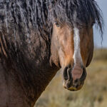 Freedom for Wild Horses with Carol J. Walker | Revisting Wild Curly Horses