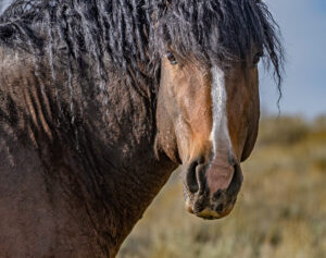 Freedom for Wild Horses with Carol J. Walker | Revisting Wild Curly Horses