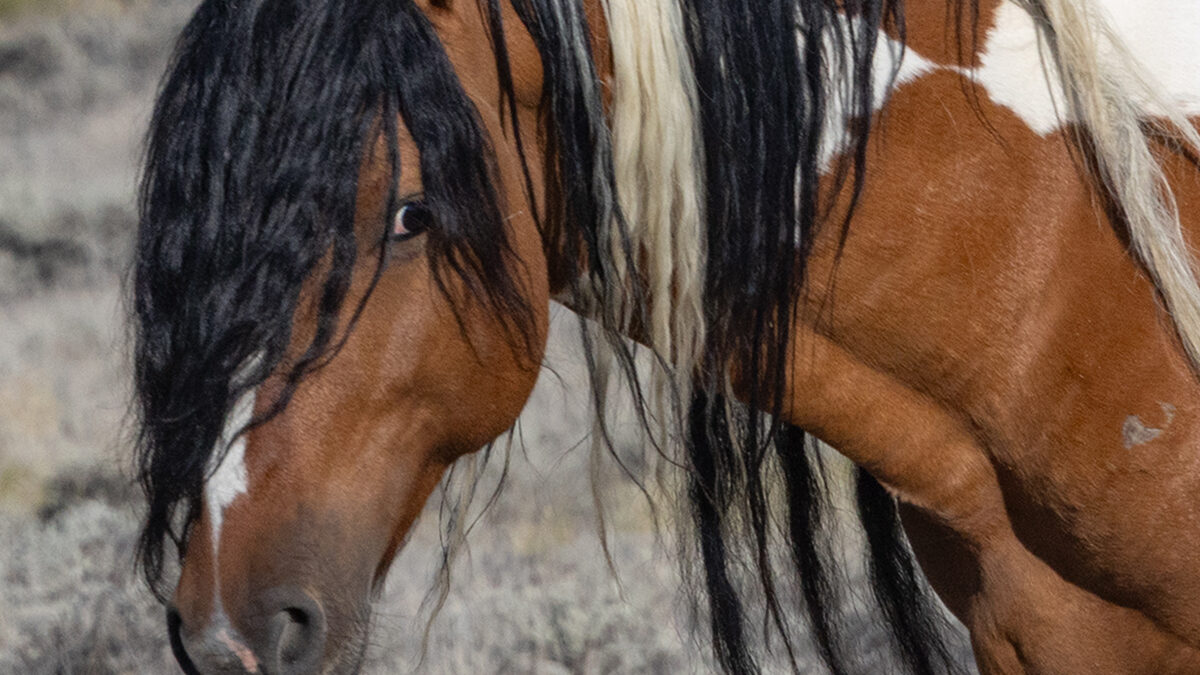 Freedom for Wild Horses with Carol J. Walker | Wild Horses: Where We Are Now and Remembering Where My Journey Began