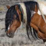Freedom for Wild Horses with Carol J. Walker | Wild Horses: Where We Are Now and Remembering Where My Journey Began