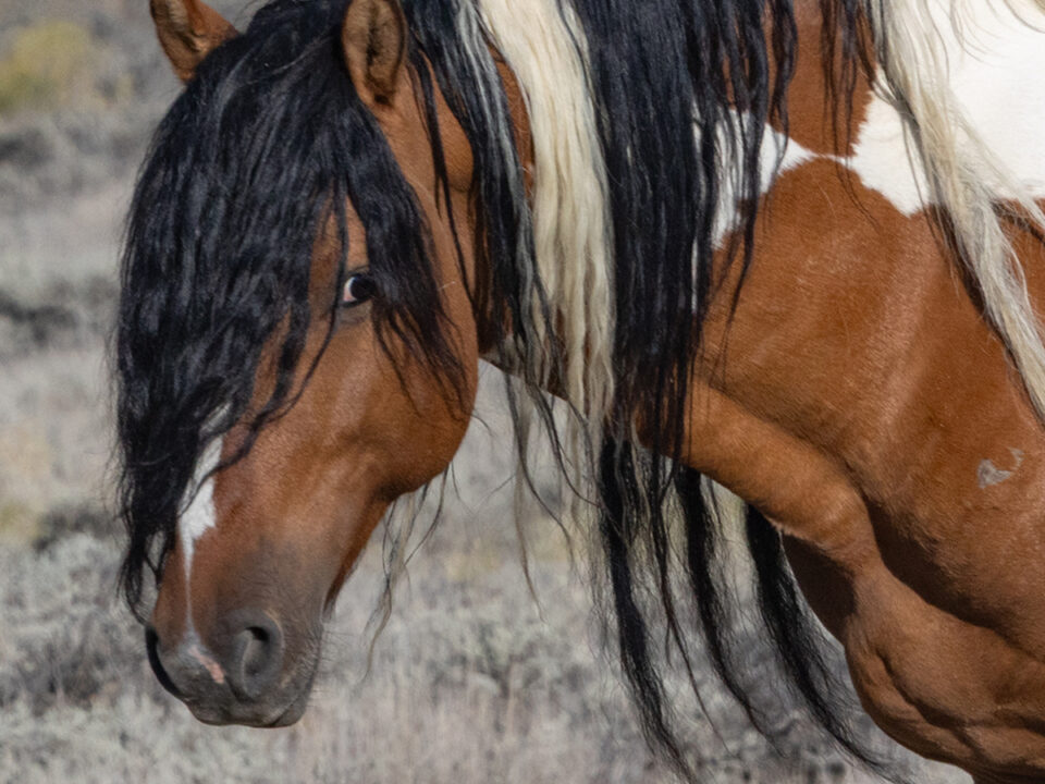 Freedom for Wild Horses with Carol J. Walker | Wild Horses: Where We Are Now and Remembering Where My Journey Began
