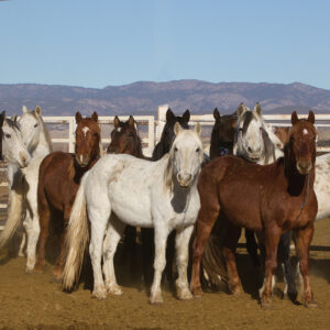 Freedom for Wild Horses with Carol J. Walker | Why BLM’s Expansion of Sales Threatens Wild Horses with Debbie Coffey