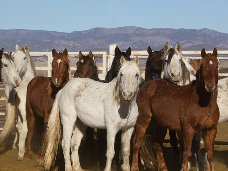 Freedom for Wild Horses with Carol J. Walker | Why BLM’s Expansion of Sales Threatens Wild Horses with Debbie Coffey