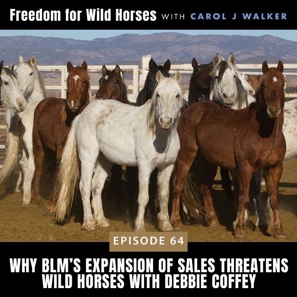 Freedom for Wild Horses with Carol J. Walker | Why BLM’s Expansion of Sales Threatens Wild Horses with Debbie Coffey