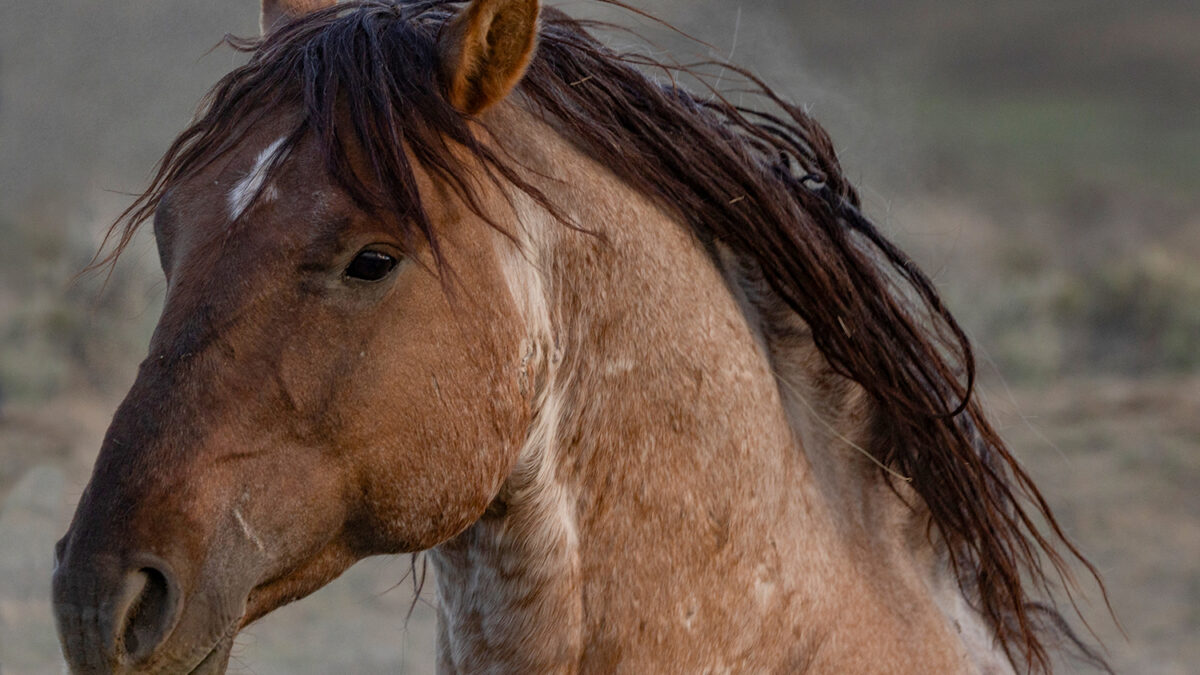 Freedom for Wild Horses with Carol J. Walker | A Year for Wild Horses