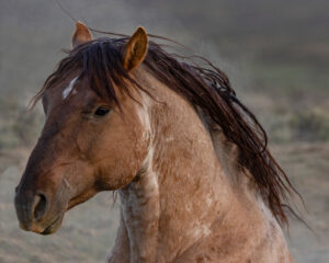 Freedom for Wild Horses with Carol J. Walker | A Year for Wild Horses