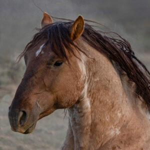 Freedom for Wild Horses with Carol J. Walker | A Year for Wild Horses