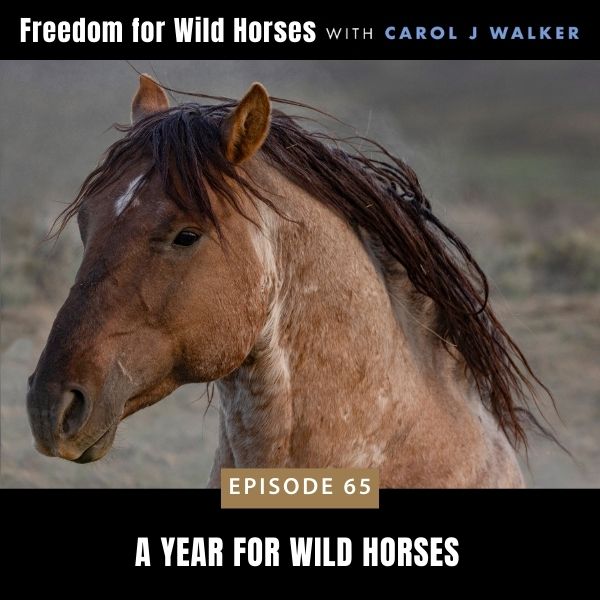 Freedom for Wild Horses with Carol J. Walker | A Year for Wild Horses
