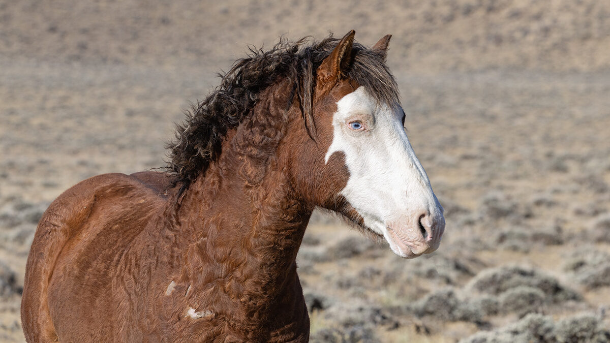 Freedom for Wild Horses with Carol J. Walker | The Winter that Wasn't with the Wild Horses of Salt Wells Creek