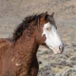 Freedom for Wild Horses with Carol J. Walker | The Winter that Wasn't with the Wild Horses of Salt Wells Creek