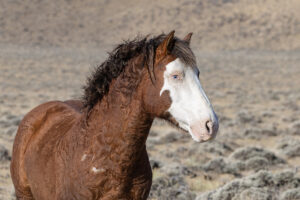 Freedom for Wild Horses with Carol J. Walker | The Winter that Wasn't with the Wild Horses of Salt Wells Creek