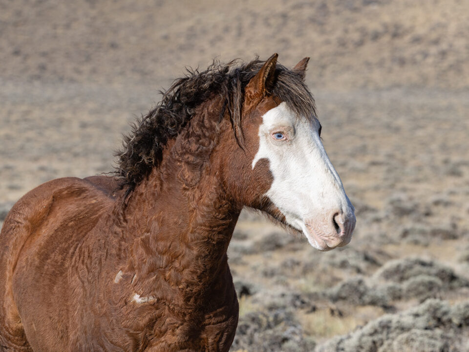 Freedom for Wild Horses with Carol J. Walker | The Winter that Wasn't with the Wild Horses of Salt Wells Creek