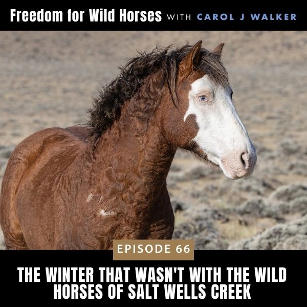 Freedom for Wild Horses with Carol J. Walker | The Winter that Wasn't with the Wild Horses of Salt Wells Creek